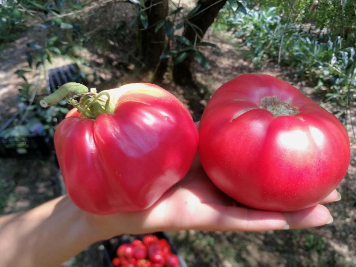 Az.Agricola Agriturismo La Locanda Di Lann Apartment Fucecchio Bagian luar foto