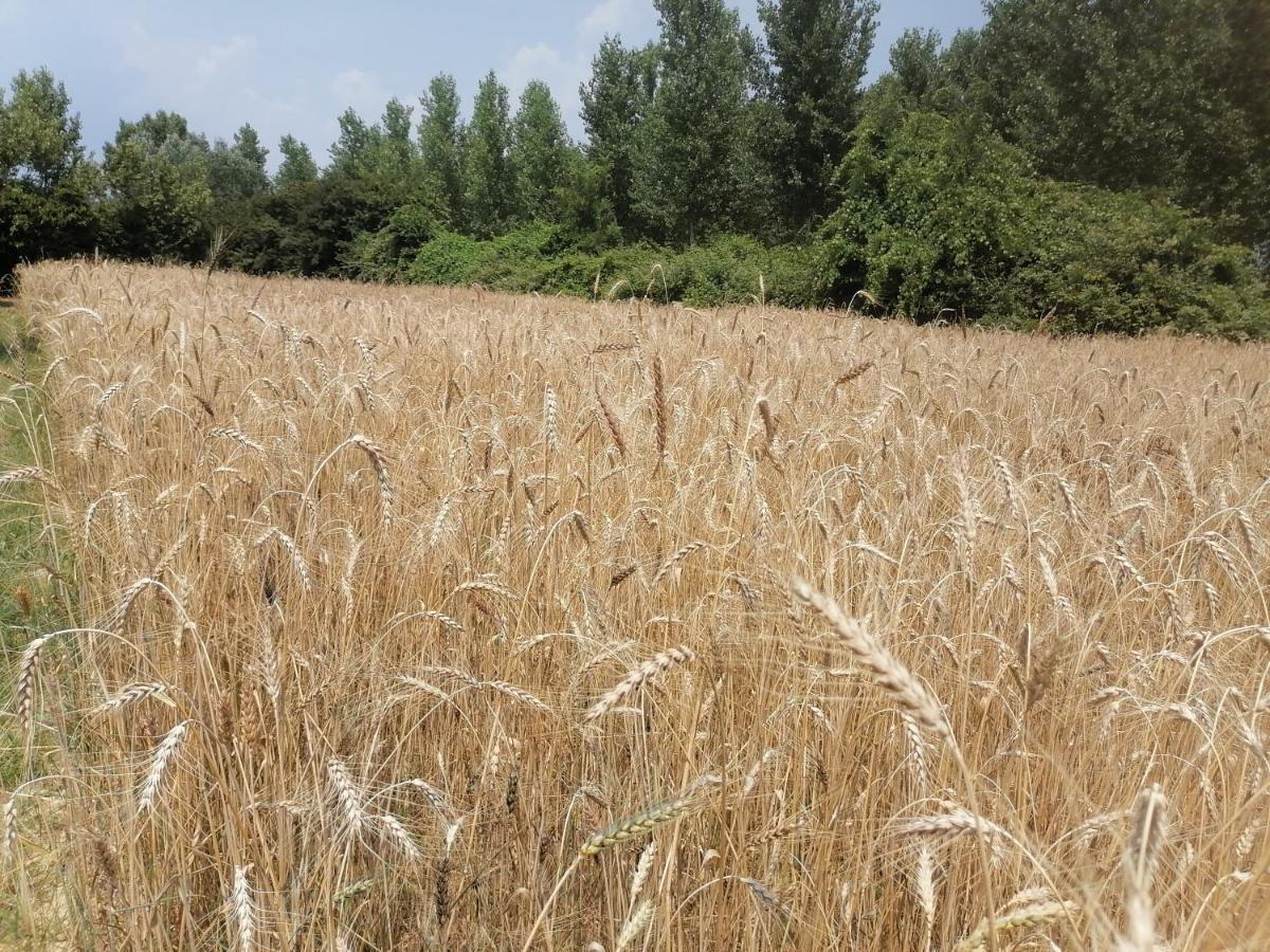 Az.Agricola Agriturismo La Locanda Di Lann Apartment Fucecchio Bagian luar foto