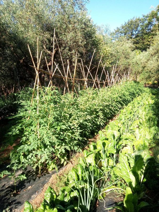 Az.Agricola Agriturismo La Locanda Di Lann Apartment Fucecchio Bagian luar foto