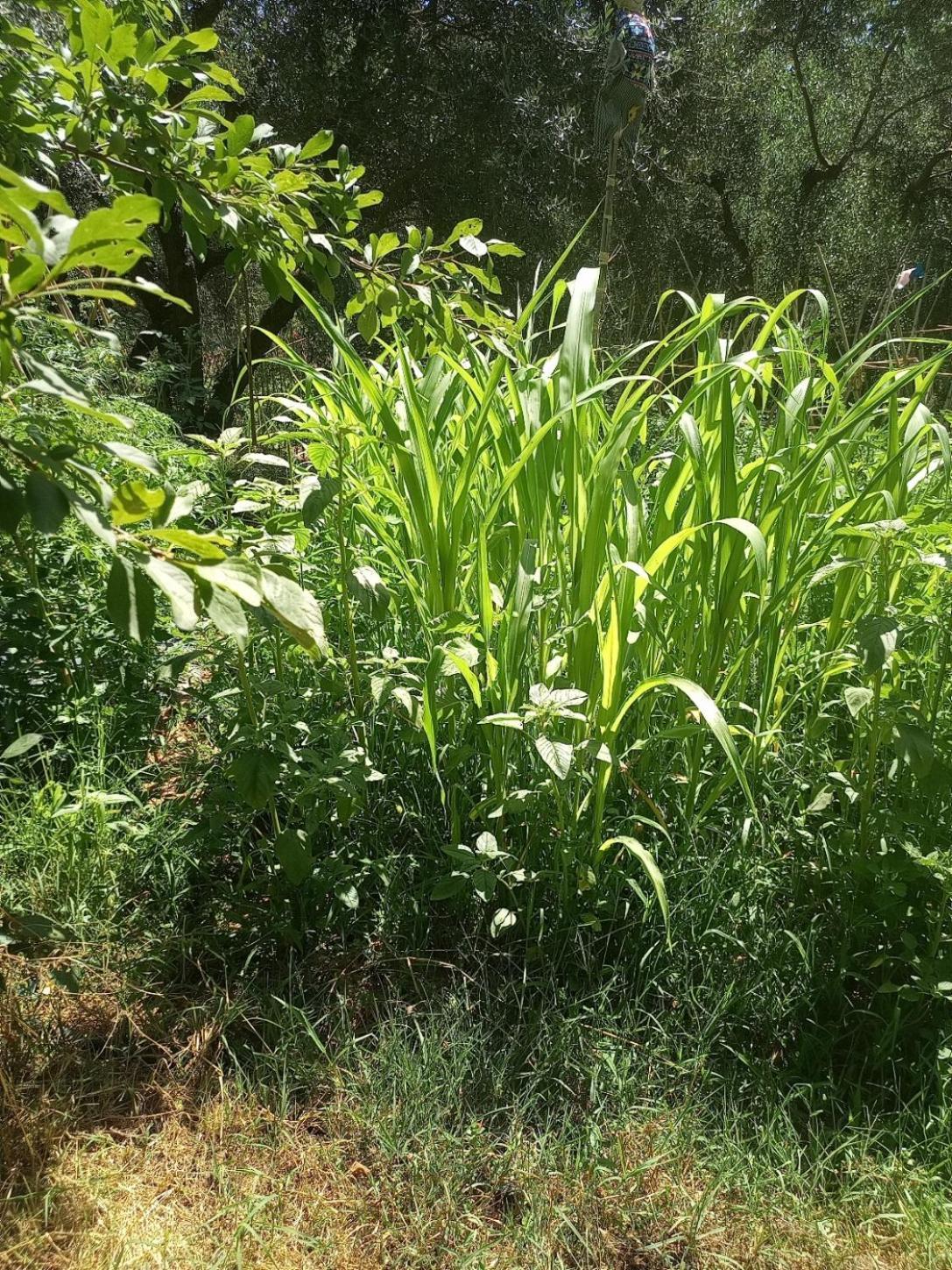 Az.Agricola Agriturismo La Locanda Di Lann Apartment Fucecchio Bagian luar foto