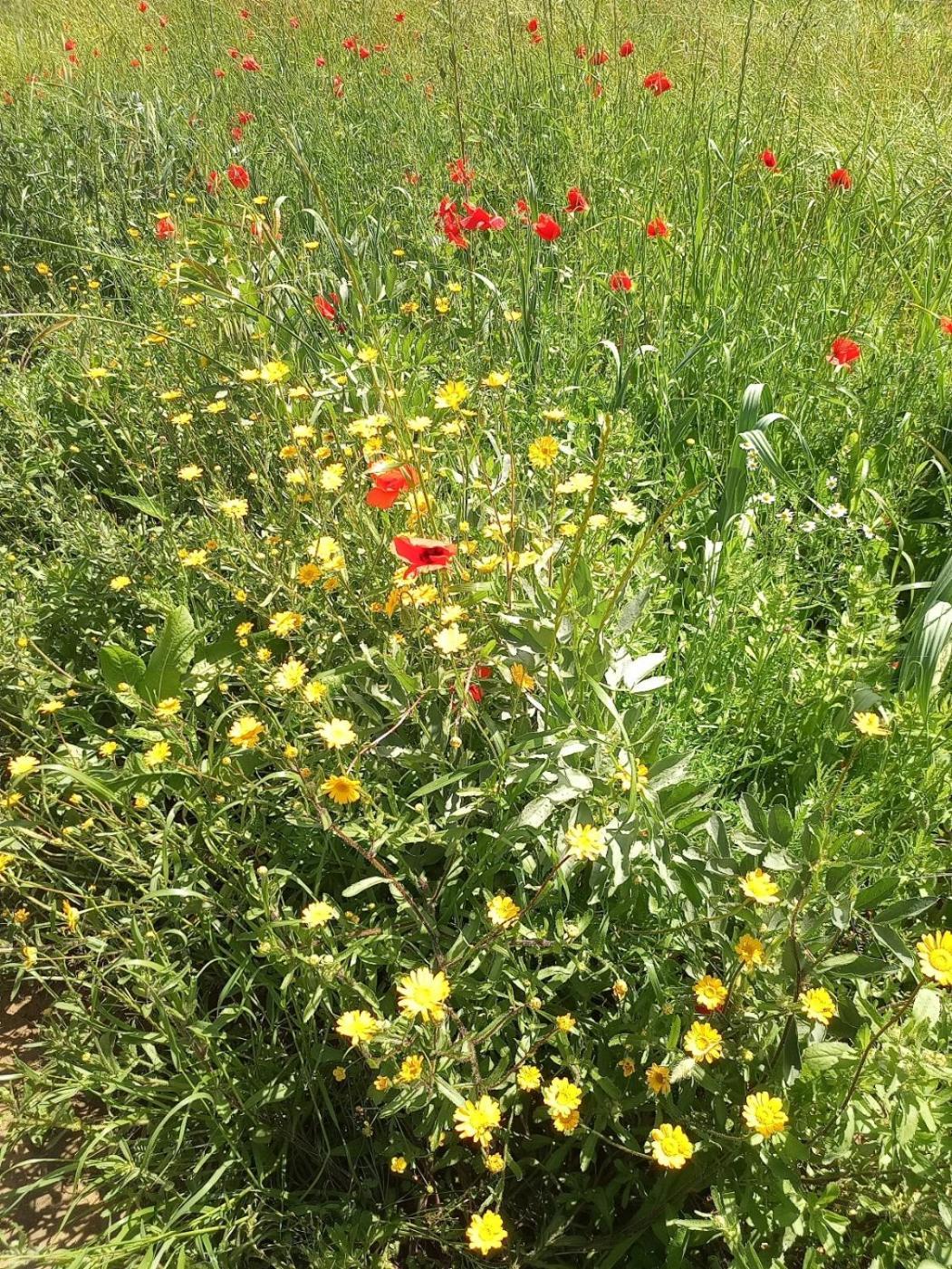 Az.Agricola Agriturismo La Locanda Di Lann Apartment Fucecchio Bagian luar foto